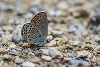 Doulu Esmergz (Plebejus carmon)