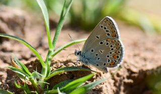 Trkmenistan Esmergz (Plebejus zephyrinus)