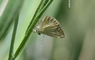 Dançenko Çokgözlüsü (Polyommatus dantchenkoi)