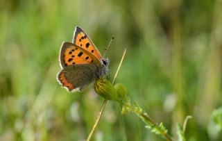 Benekli Bakr Gzeli (Lycaena phlaeas)