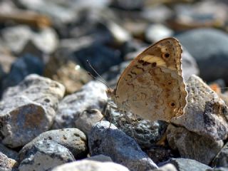 Dicle Gzeli (Junonia orithya)