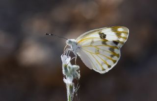 Siirt l Beneklibeyaz (Pontia glauconome)