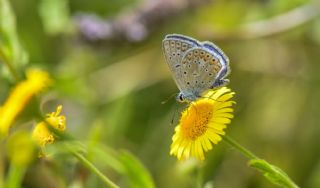 okgzl Mavi (Polyommatus icarus)