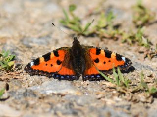 Aglais (Aglais urticae)