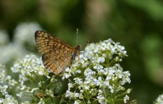 Nazuum (Euphydryas aurinia)