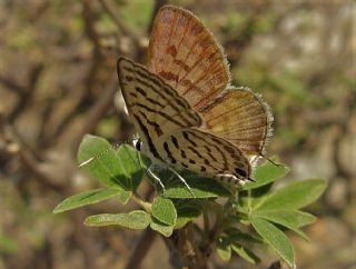 Balkan Kaplan (Tarucus balkanicus)