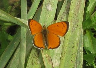 Osmanl Atei (Lycaena ottomanus)