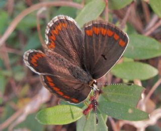 okgzl Esmer (Aricia agestis)