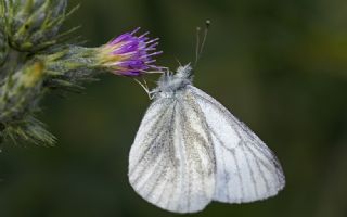 Yalanc Beyazmelek (Pieris pseudorapae)