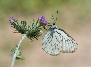 Al Beyaz (Aporia crataegi)