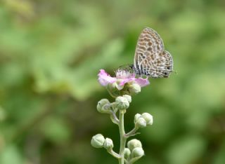 Mavi Zebra (Leptotes pirithous)