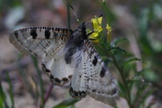 Yalanc Apollo (Archon apollinus)