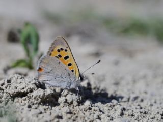 Benekli Bakr Gzeli (Lycaena phlaeas)