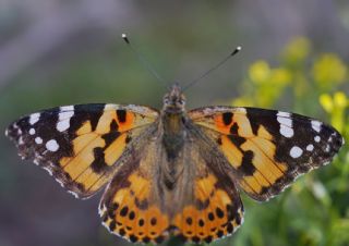 Diken Kelebei (Vanessa cardui)