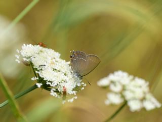 Byk Sevbeni (Satyrium ilicis)