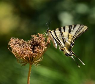 Erik Krlangkuyruk (Iphiclides podalirius)