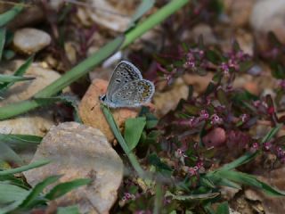 okgzl Meneke Mavisi (Polyommatus thersites)