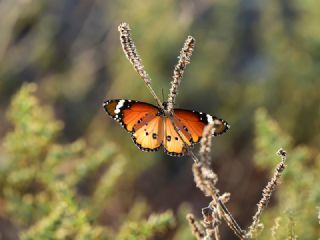 Sultan (Danaus chrysippus)