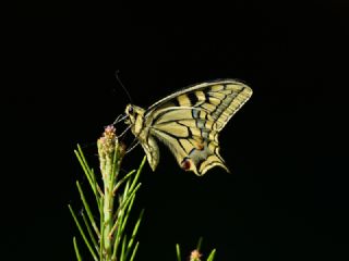 Krlangkuyruk (Papilio machaon)