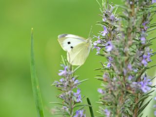 Byk Beyazmelek  (Pieris brassicae)