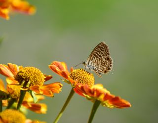 Mavi Zebra (Leptotes pirithous)