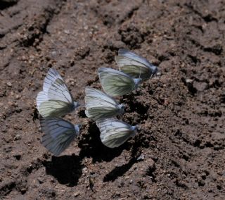Çizgili Dağ Beyazmeleği (Pieris bryoniae)