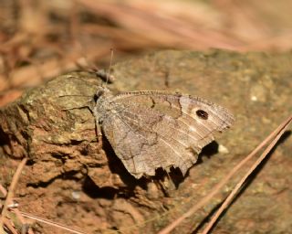 Aa Karamelei (Hipparchia statilinus)