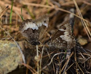 Byk Karamelek (Hipparchia syriaca)