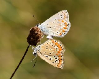 okgzl Mavi (Polyommatus icarus)