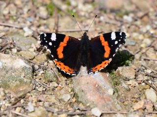 Atalanta&nbsp;(Vanessa&nbsp;atalanta)
