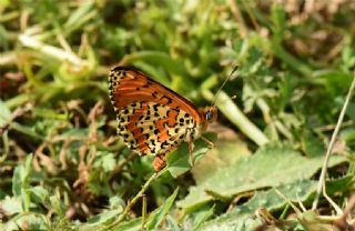 Benekli parhan (Melitaea didyma)