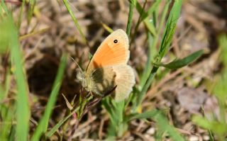 Kk Zpzp Perisi (Coenonympha pamphilus)