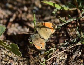 Kk Zpzp Perisi (Coenonympha pamphilus)