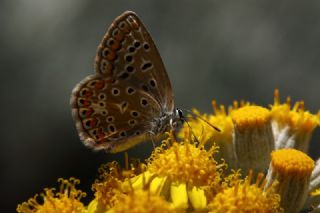 Byk Sevbeni (Satyrium ilicis)