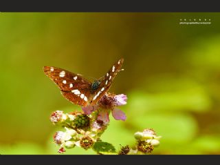 Akdeniz Hanmeli Kelebei (Limenitis reducta)