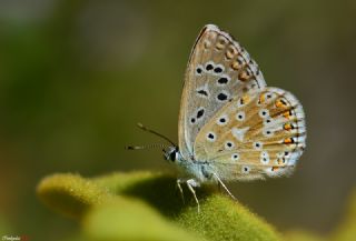 Çokgözlü Levantin Çilli Mavisi (Polyommatus syriaca)