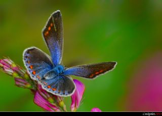 Byk Mor Bakr Gzeli (Lycaena alciphron)