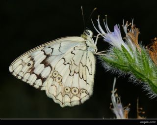 Anadolu Melikesi (Melanargia larissa)