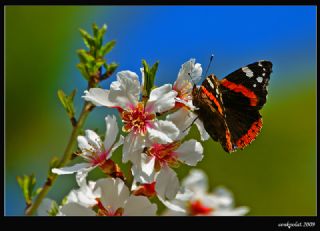 Atalanta (Vanessa atalanta)