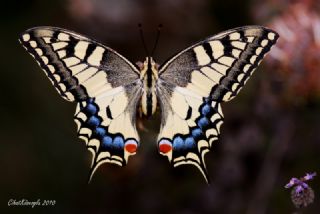 Kırlangıçkuyruk (Papilio machaon)