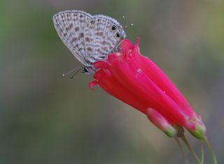 Mavi Zebra (Leptotes pirithous)