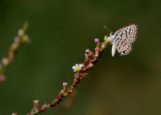 Balkan Kaplan (Tarucus balkanicus)