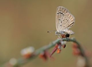 Karsandra (Zizeeria karsandra)