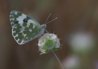 Yeni Beneklimelek (Pontia edusa)