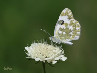 Yeni Beneklimelek (Pontia edusa)