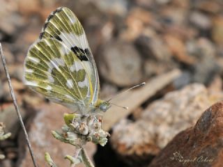 Yeni Beneklimelek (Pontia edusa)