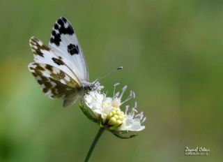 Yeni Beneklimelek (Pontia edusa)