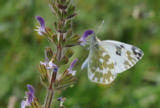 Yeni Beneklimelek (Pontia edusa)