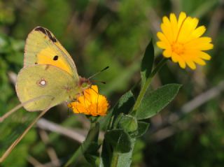 Sar Azamet (Colias croceus)