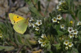 Sar Azamet (Colias croceus)